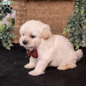 Marlin, Teddy Bear Puppy